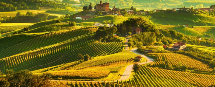 Italien Weinbau Toskana Reben