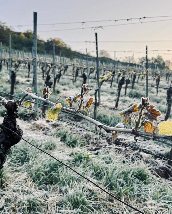 Frost im Weinberg