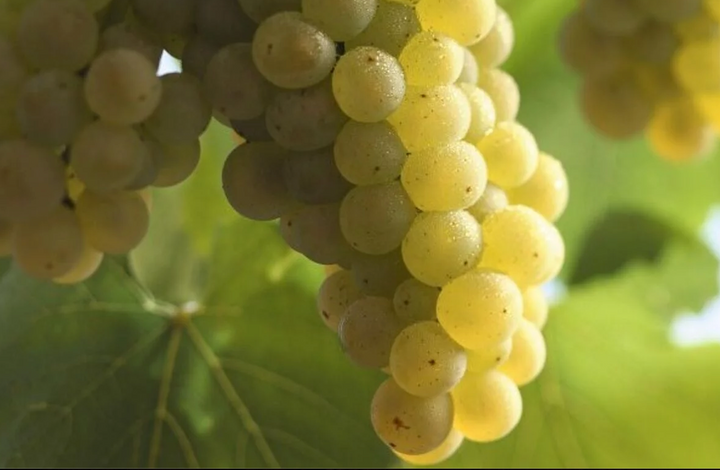 Rebsorte Chardonnay