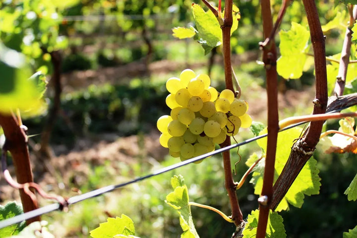 Riesling Klingelberger Trauben Wein Rebsorte Deutschland