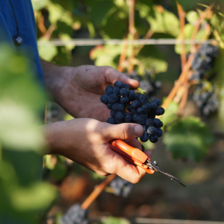 Rebsorte Spätburgunder Pinot Noir Traube Rotwein Frankreich Deutschland