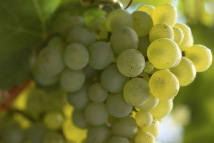 Rebsorte Sauvignon Blanc